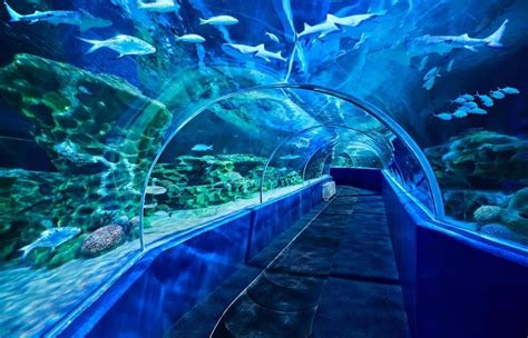 The New Era Aquarium