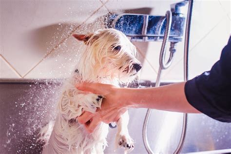 The Paw Wash & Pet Supplies