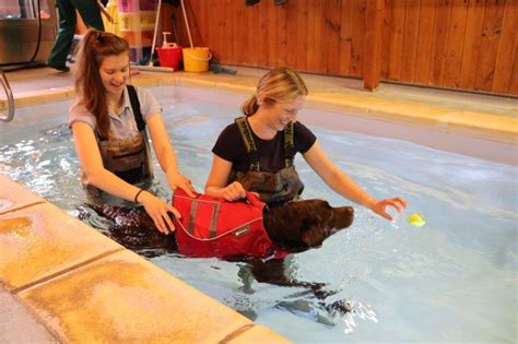 The Small Animal Clinic Canine Hydrotherapy and Animal Massage
