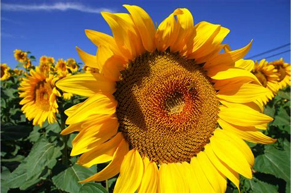 The Sunflower