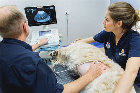 The Ultrasound Vet