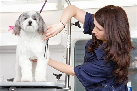 The pooch parlour mobile dog groomer