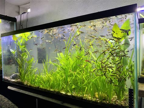 Thekkanath Plants and Aquarium