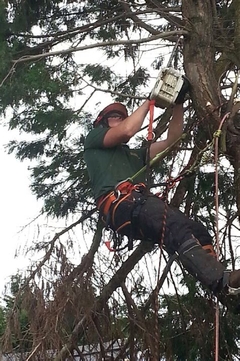 Thorntree Tree Services