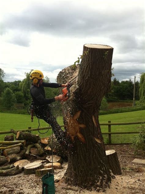 Three Pears Tree Care | Professional tree surgeons in Worcester
