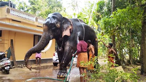 Thrikkadavoor shivaraju elephant shelter