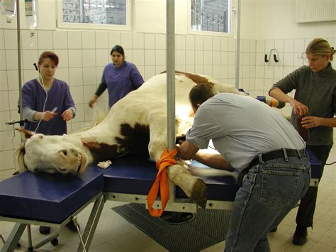 Tierarztpraxis Otto