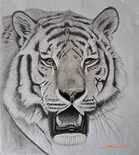 Tiger Drawing Sketch