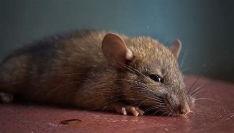 Tikus Rumah