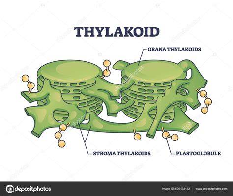 Tilakoid