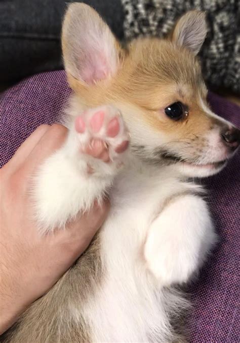 Tiny Paws