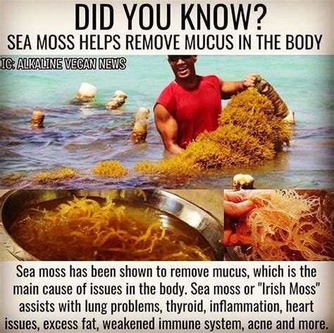 Tips for Growing Healthy Sea Moss