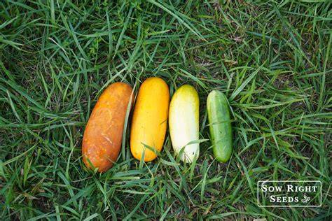 To Pick Cucumber Ripeness Chart