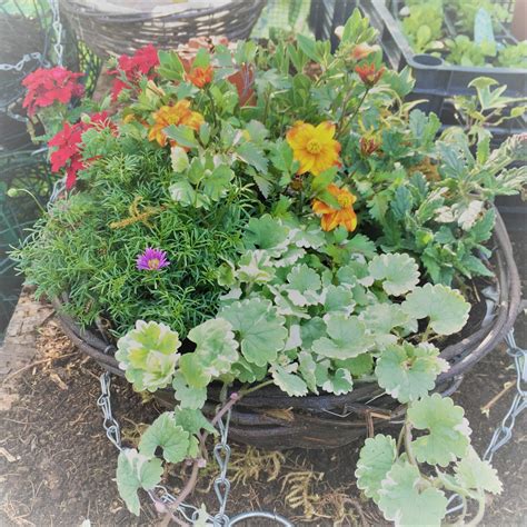 Toad Hole Hanging Baskets & Plants