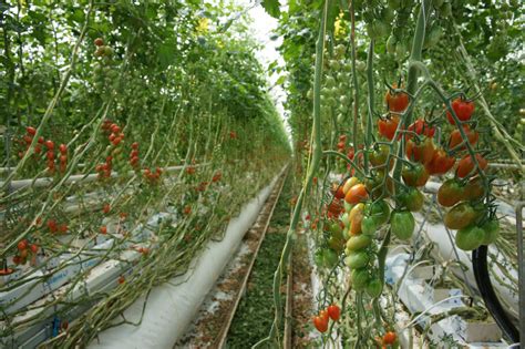 Tomates à Pierrelatte