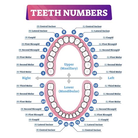 Tooth Chart With Names