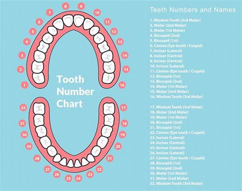 Tooth Chart With Names And Numbers