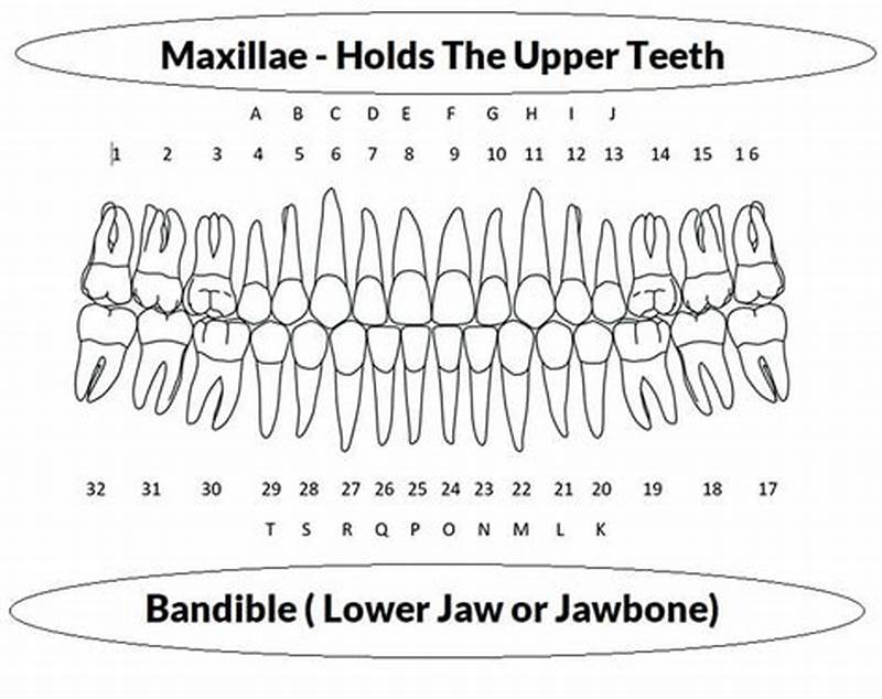 Tooth Lettering Chart