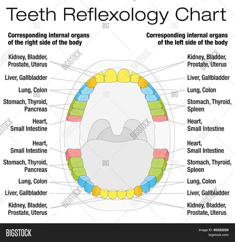 Tooth Pain Reflexology Teeth Chart