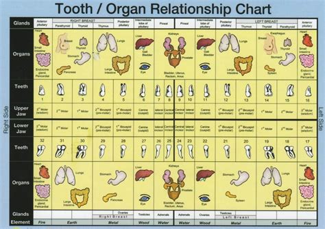 Tooth To Organ Chart
