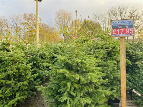 Totnes Christmas Tree Farm