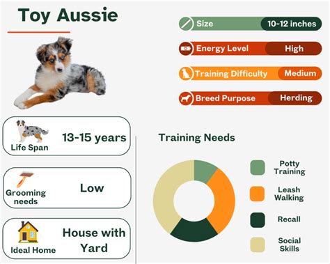 Toy Aussie Size Chart