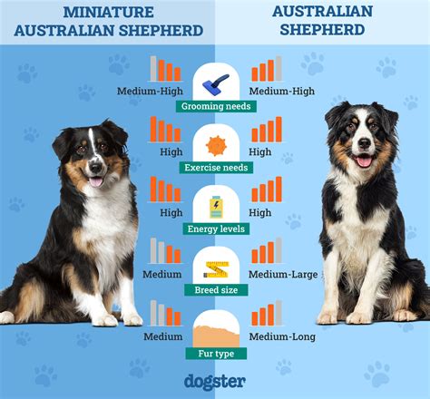 Toy Miniature Australian Shepherd Size Chart