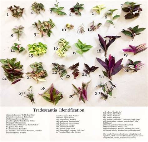 Tradescantia Types Chart