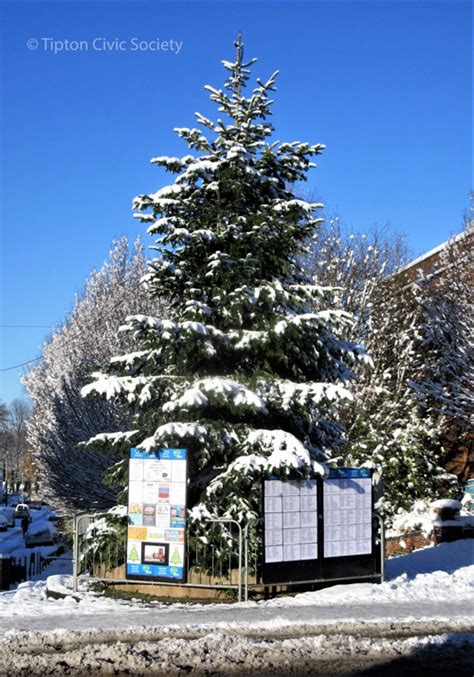 Traditional Christmas Trees
