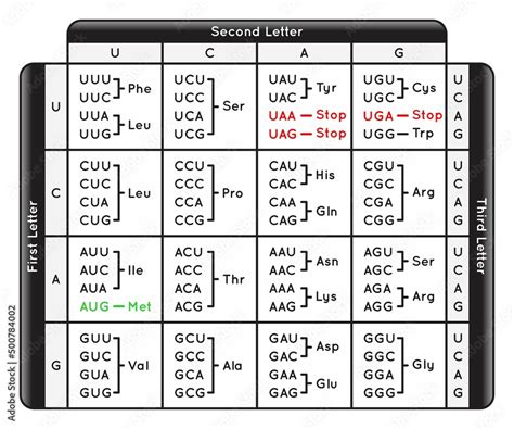 Translation Chart Amino Acid