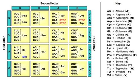 Translation Chart Dna