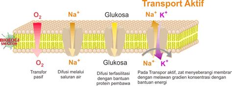 Transpor Membran