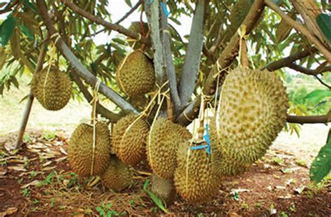 Transportasi Durian Bawor