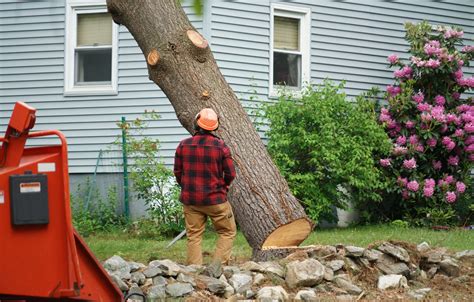 Tree Removal Insurance Cost