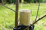 Tree Stakes and Ties