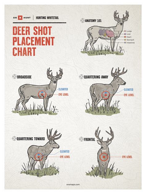 Tree Stand Deer Shot Placement Chart