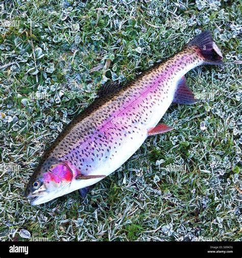 Trout