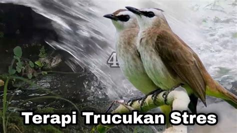 Trucukan Stres