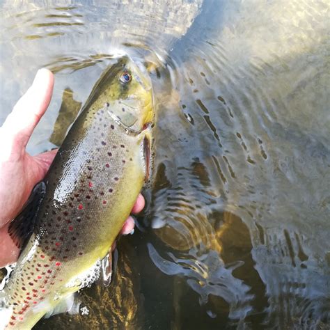 Truite à Rigaud