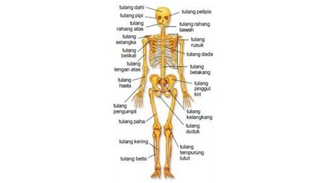 Tulang Manusia