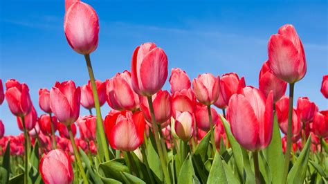 Tulips_request A Free Spring 2013 Catalog_sitelink