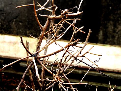 Twigs Branch Photography