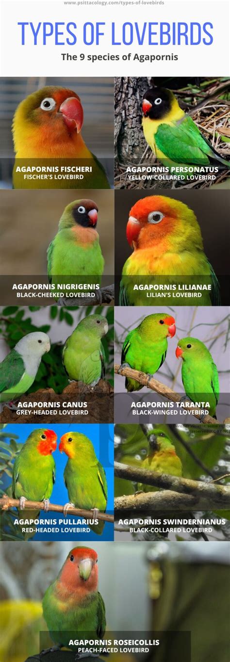 Types Of Lovebirds Chart