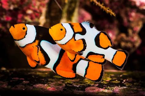 Typical Prices for Clownfish
