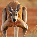 Ugly Images of Kangaroos
