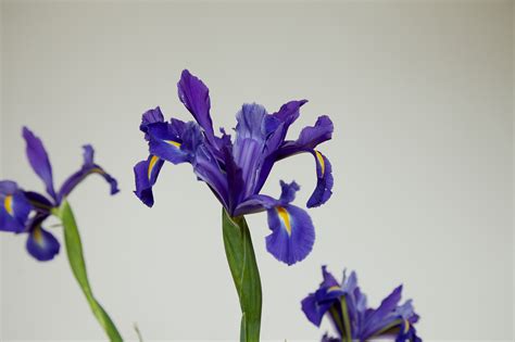 Ultramarine Flowers