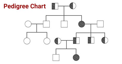 Understanding A Pedigree Chart
