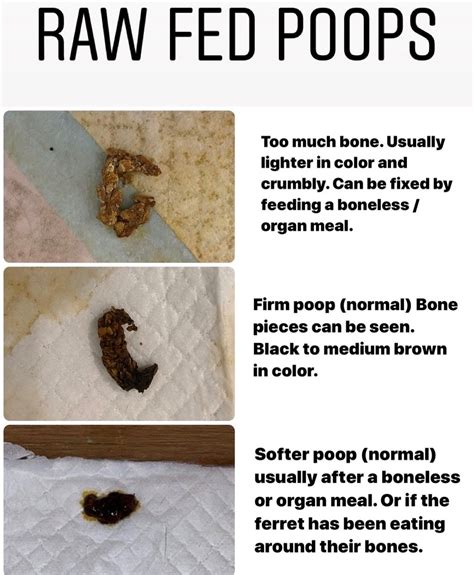 Unhealthy Ferret Poop Chart