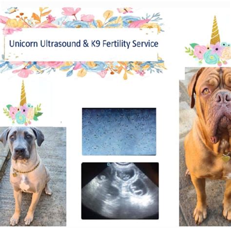 Unicorn Ultrasound And K9 Fertilty