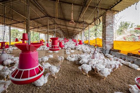 Unique poultry farm